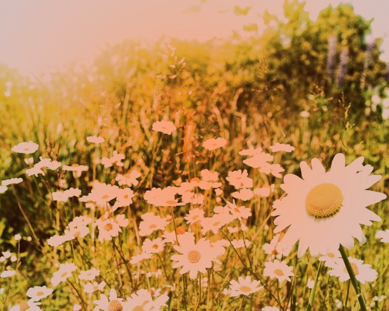 Солнечные ромашки обои