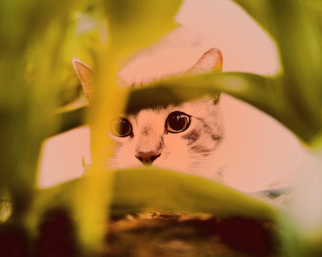 Кот в засаде обои