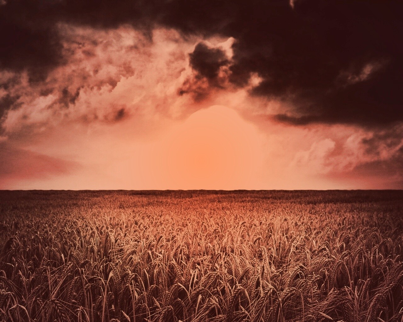 Закат над пшеничным полем обои