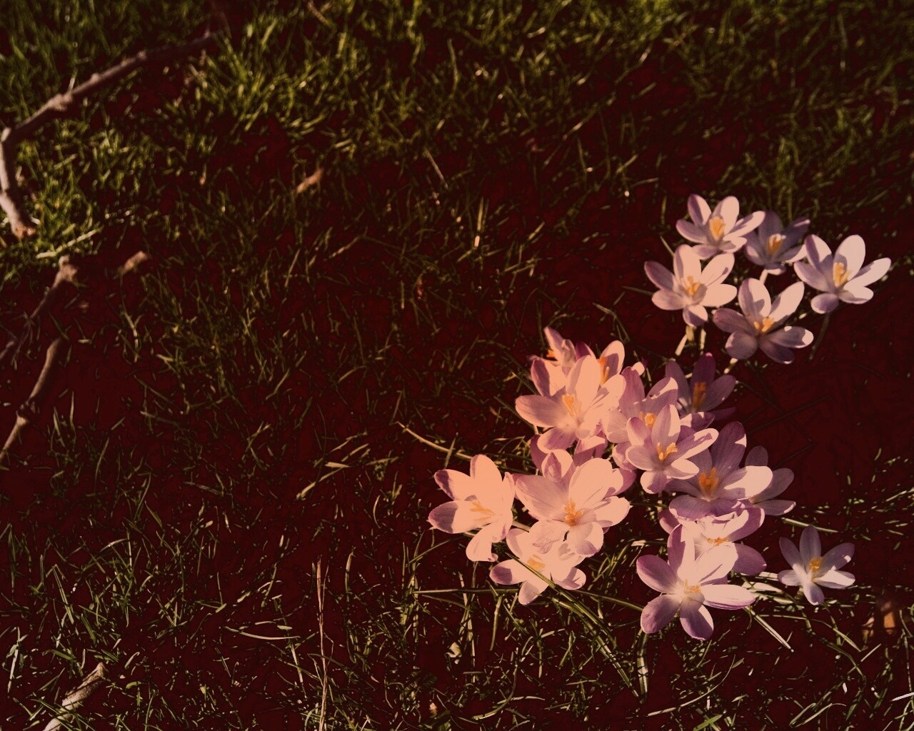 Фиалки на траве обои