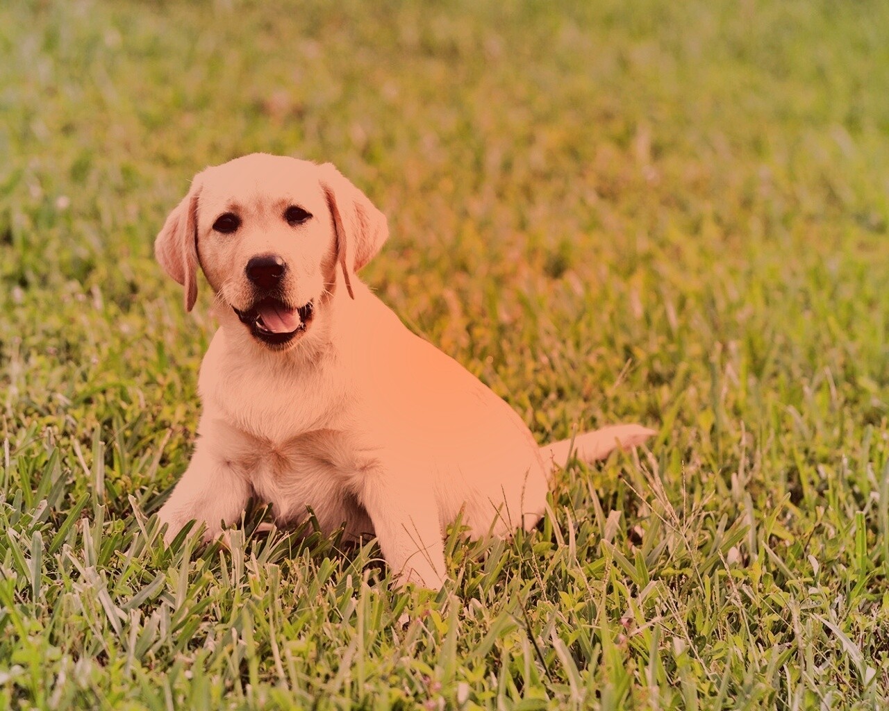 Щенок лабрадора в траве обои