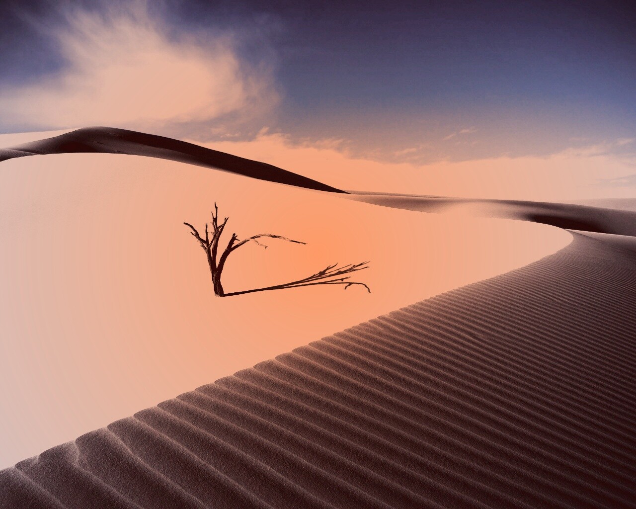 Сухостой в пустыне обои