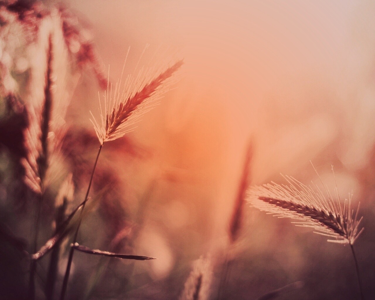 Травинки на солнце обои