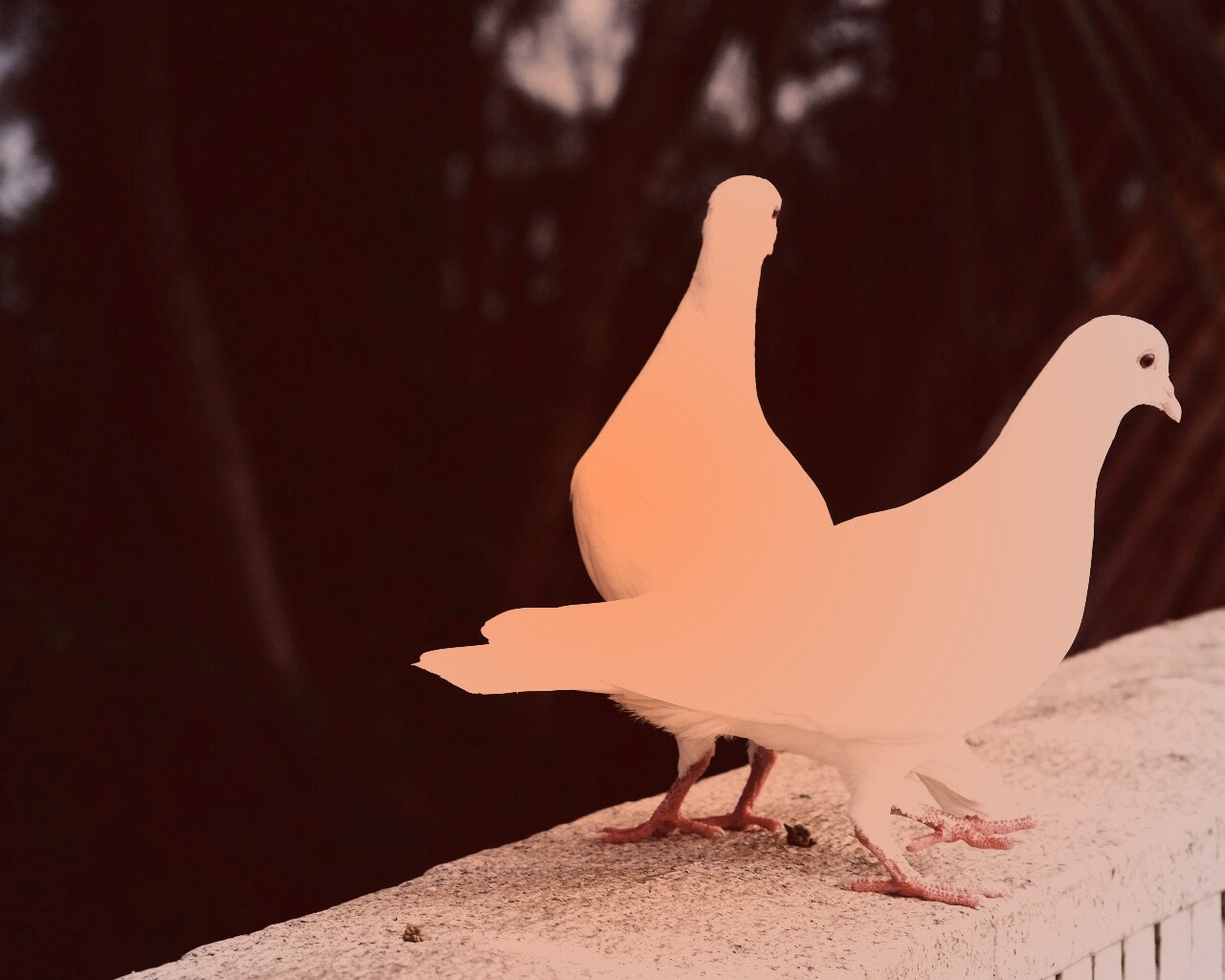 Два белых голубя обои