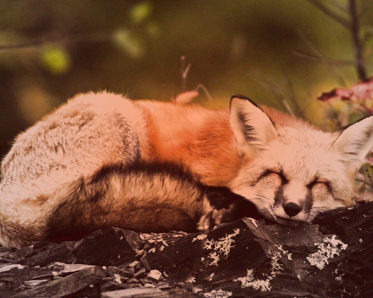 Спящая лиса обои