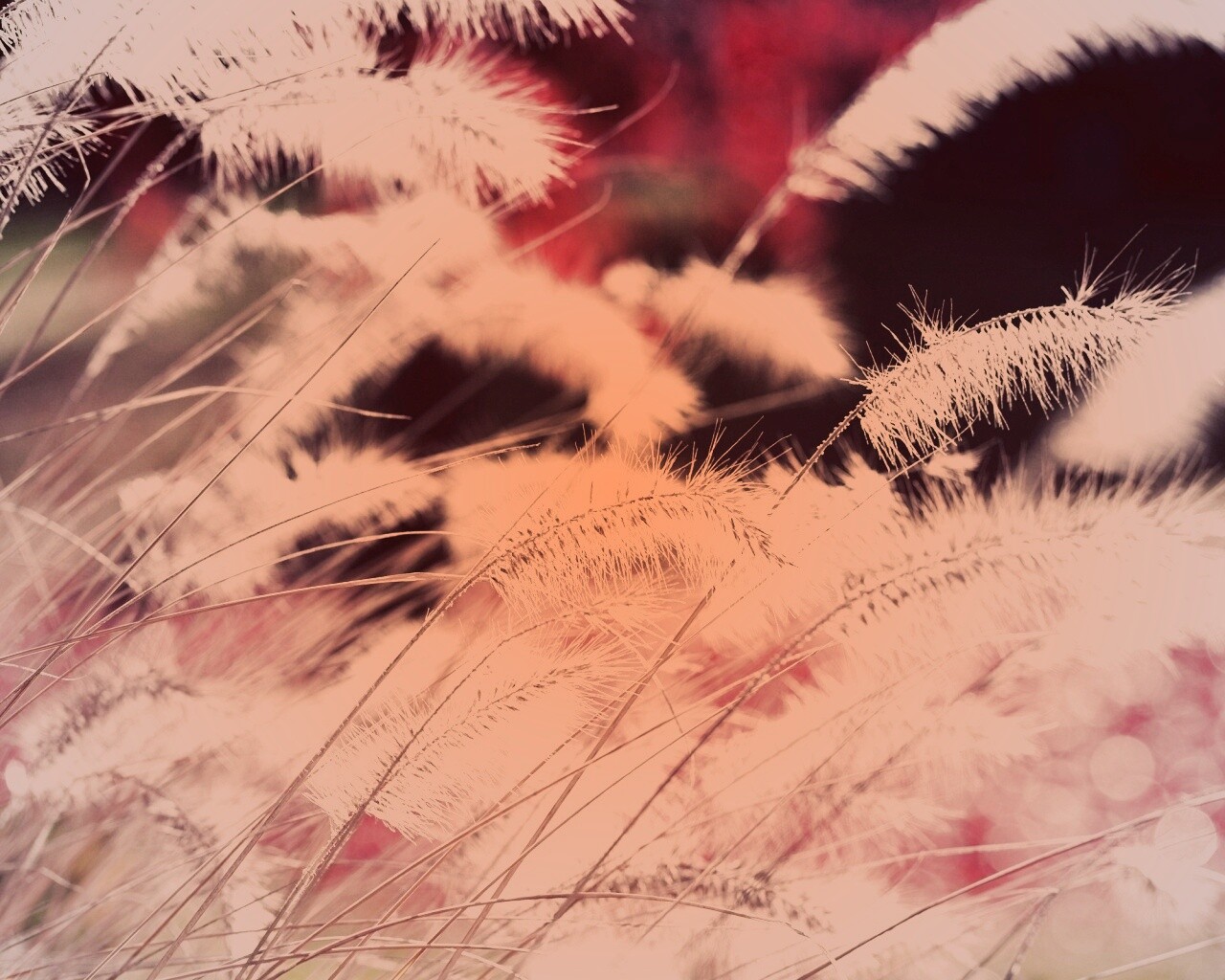 Травинки на ветру обои