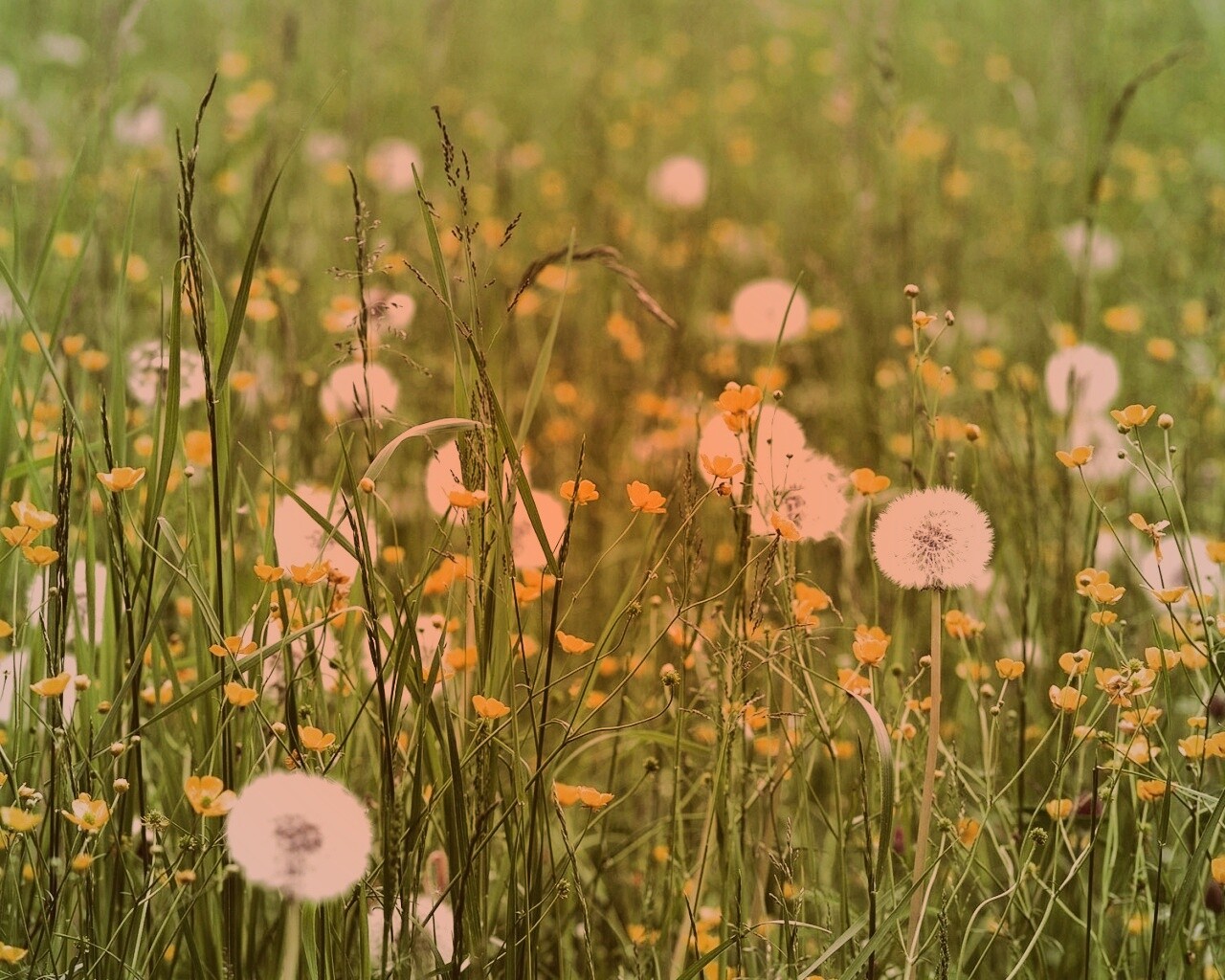 Поле одуванчиков обои