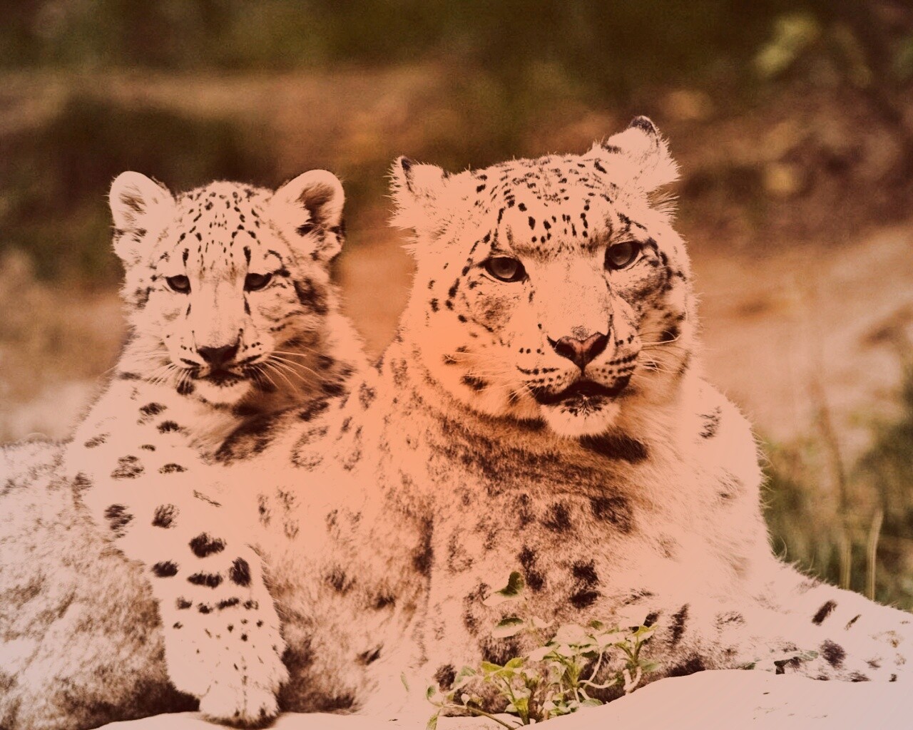 Самка снежного барса с котенком обои