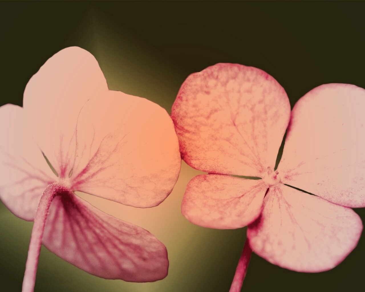 Розовые лепрестки обои