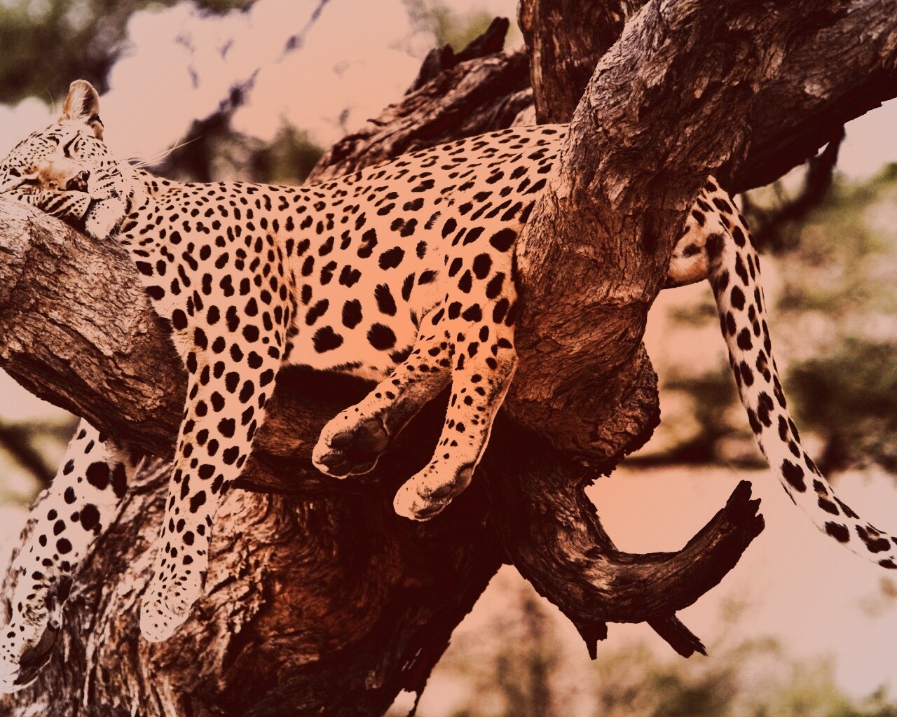 Спящий гепард обои