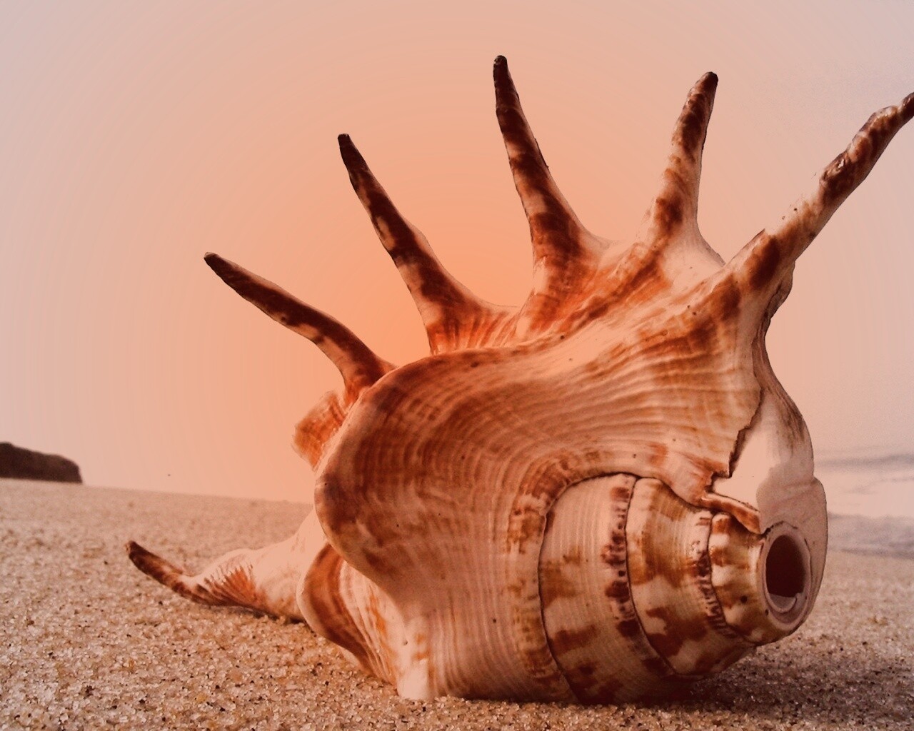 Раковина с гребнем обои