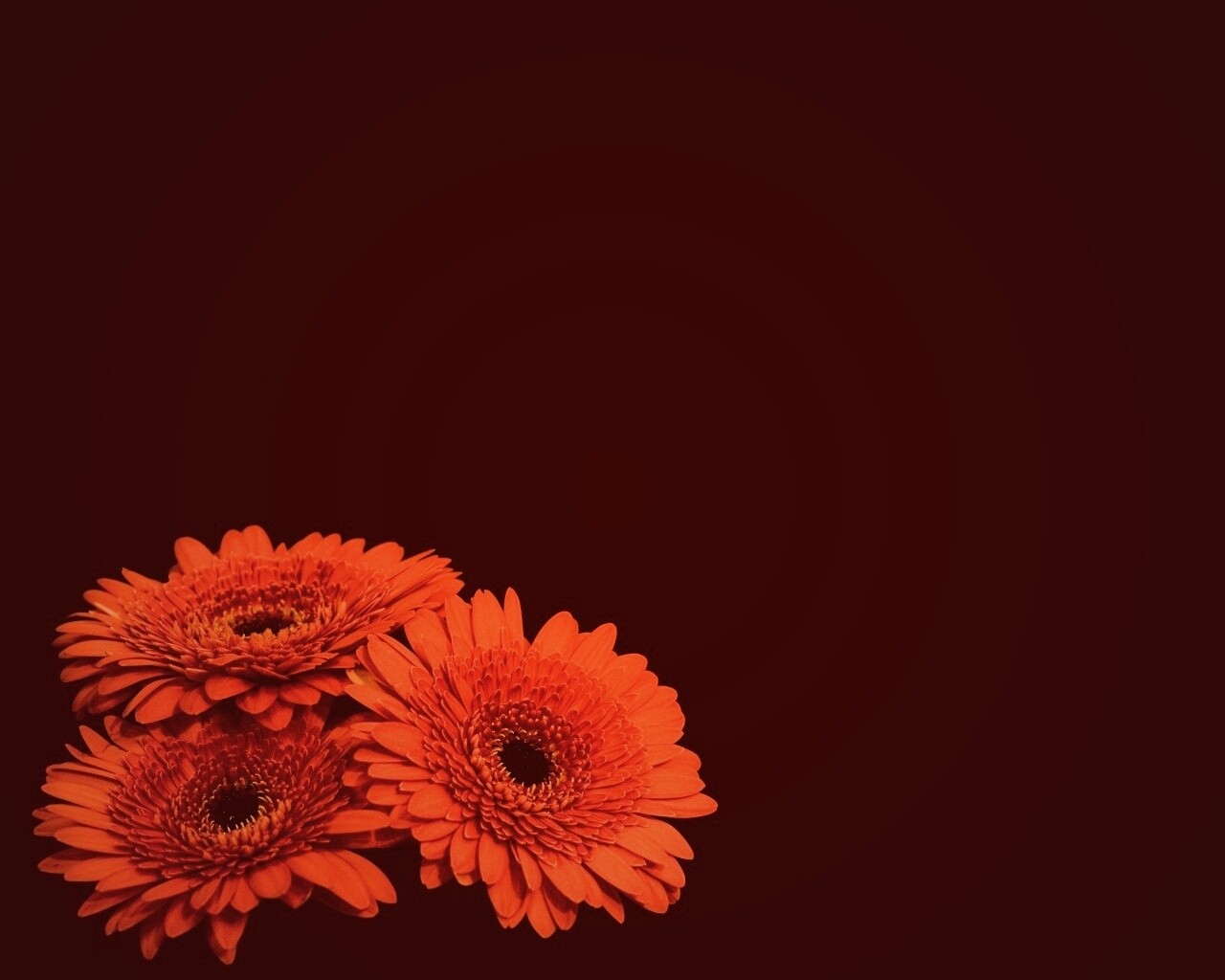 Красные герберы обои