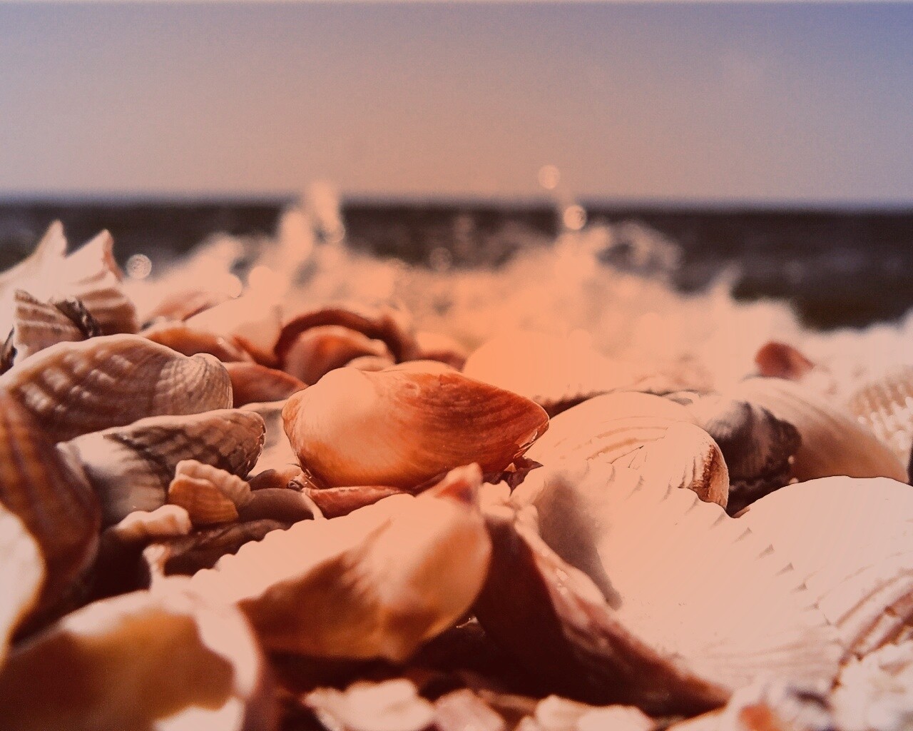 Морские ракушки обои