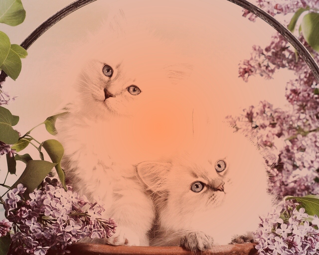Милые котятки обои