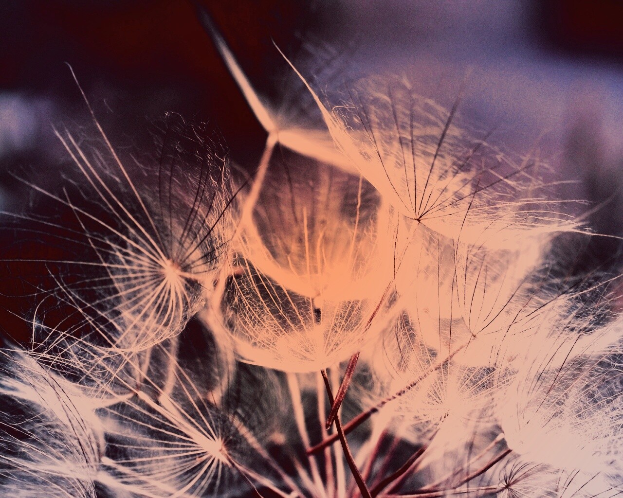 Семена одуванчика обои