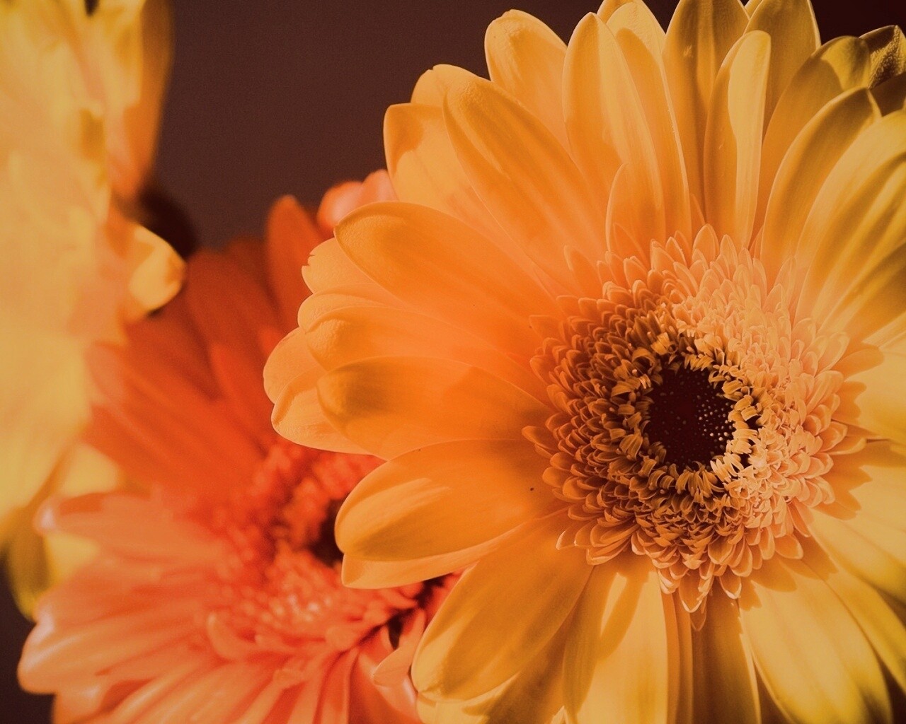 Желтый гербер обои