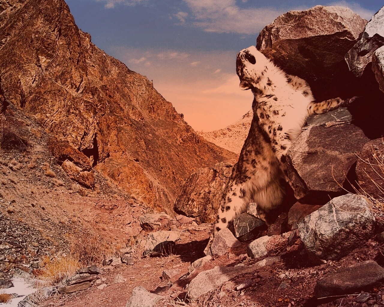 Барс чешется о камни обои