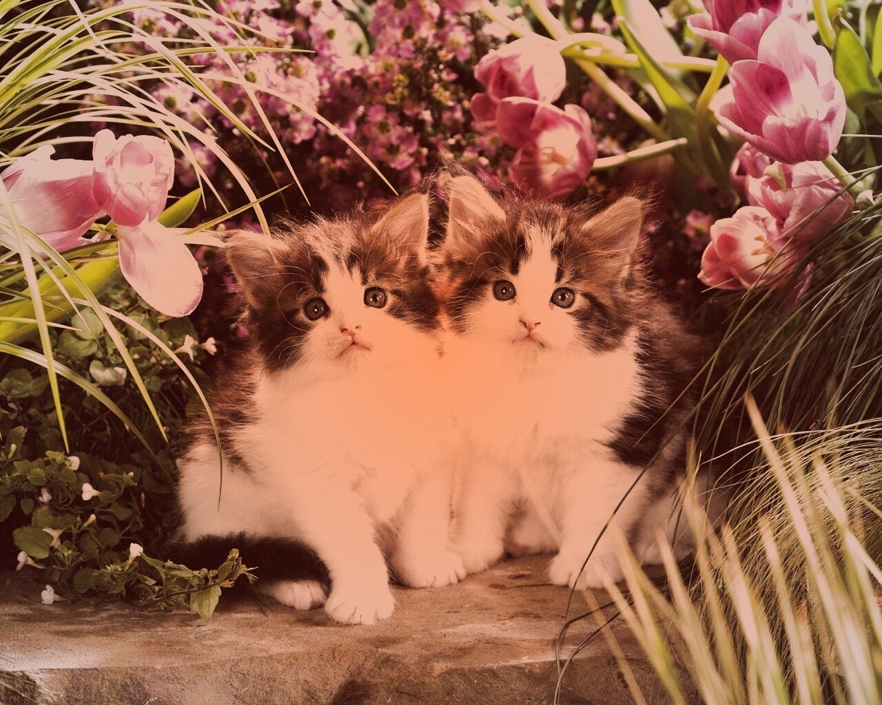 Котята в цветах обои