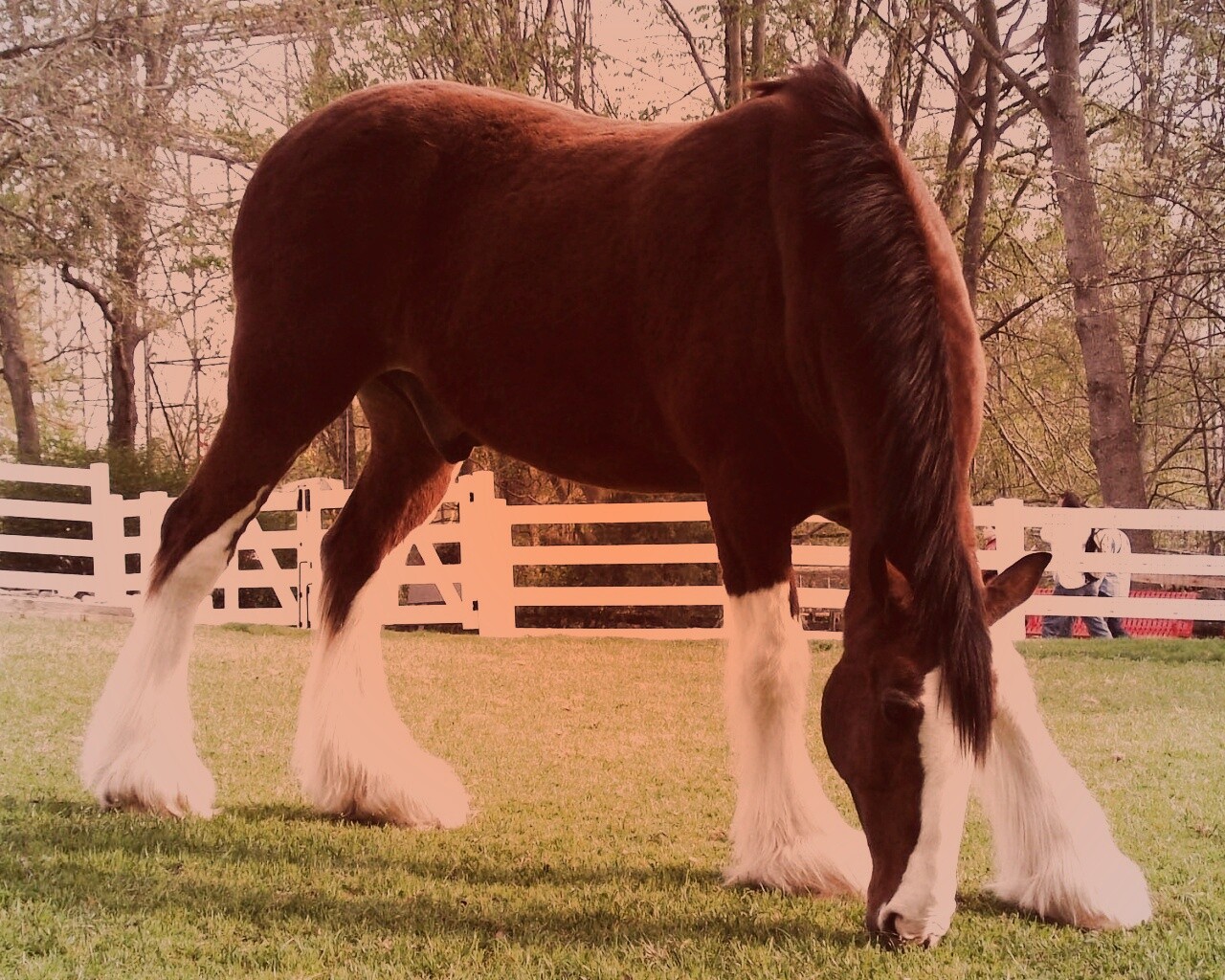 Лошадь с лохматыми ногами обои