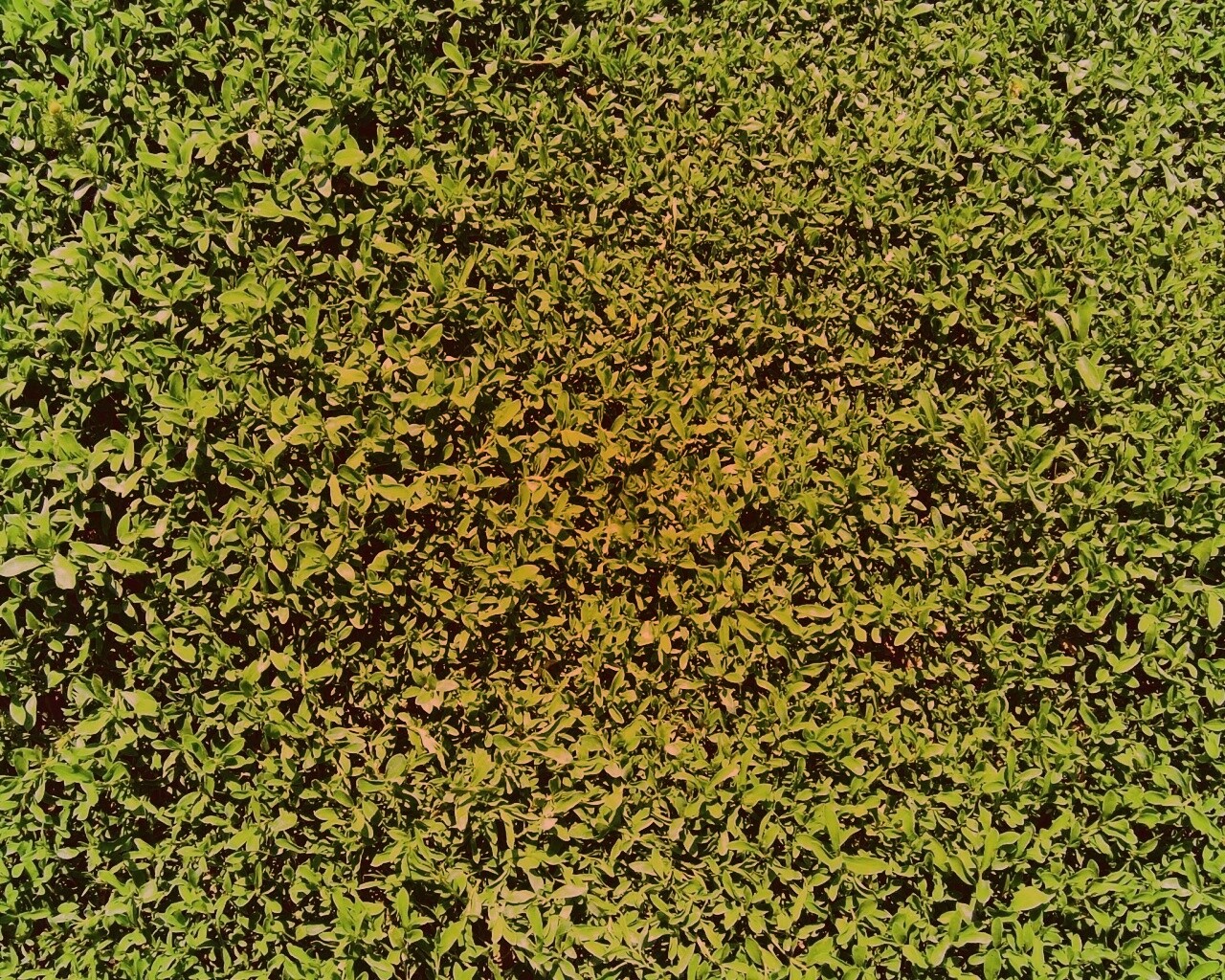 Чайные листья обои