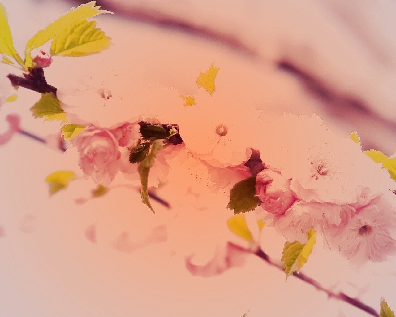 Ветка с цветами обои