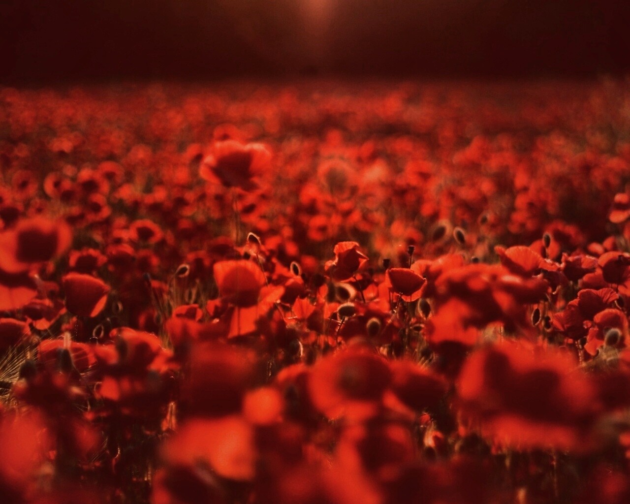 Маки в полях обои