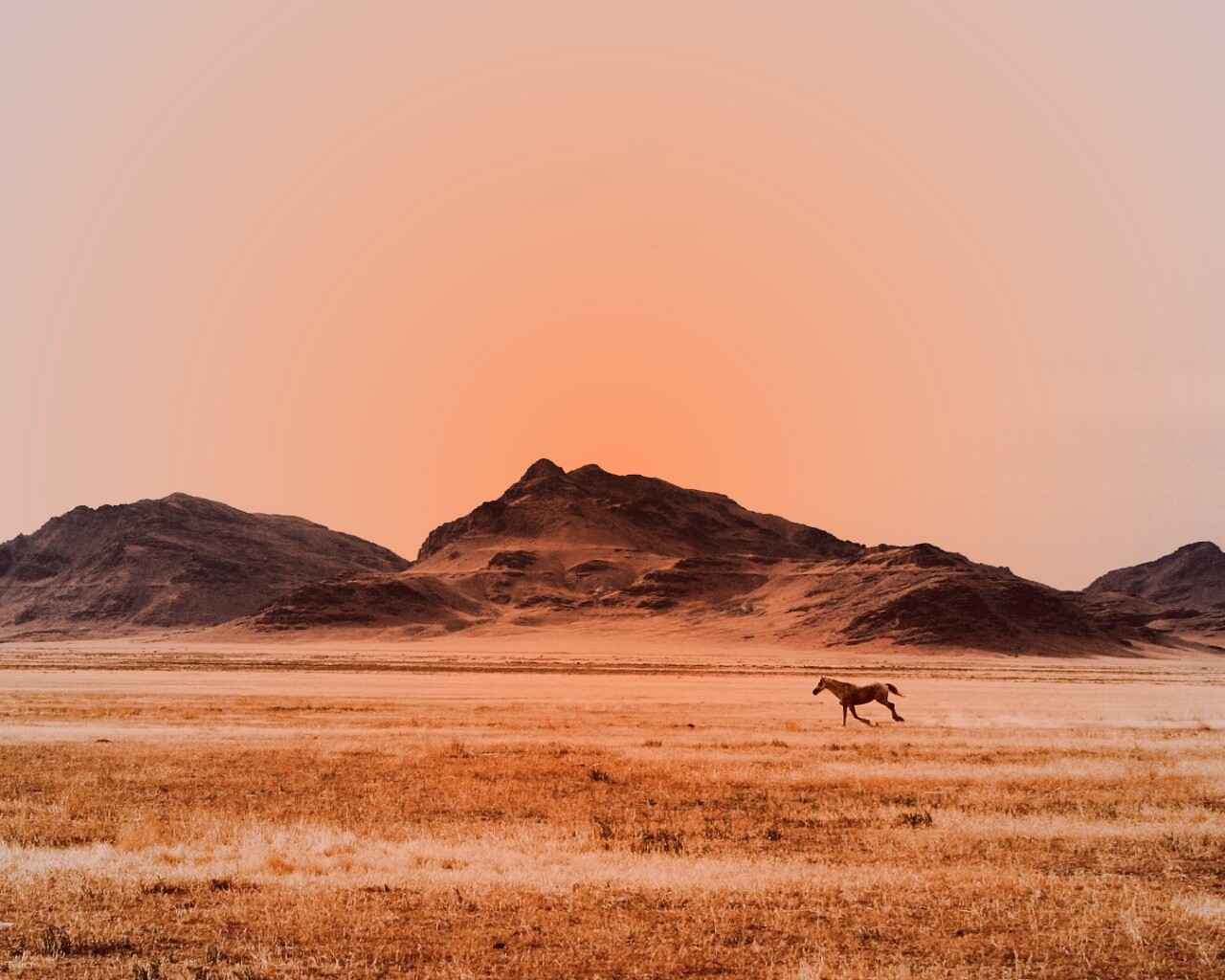 Мустанг в прериях обои