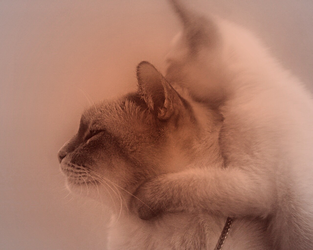 Котёнок обнимает маму обои