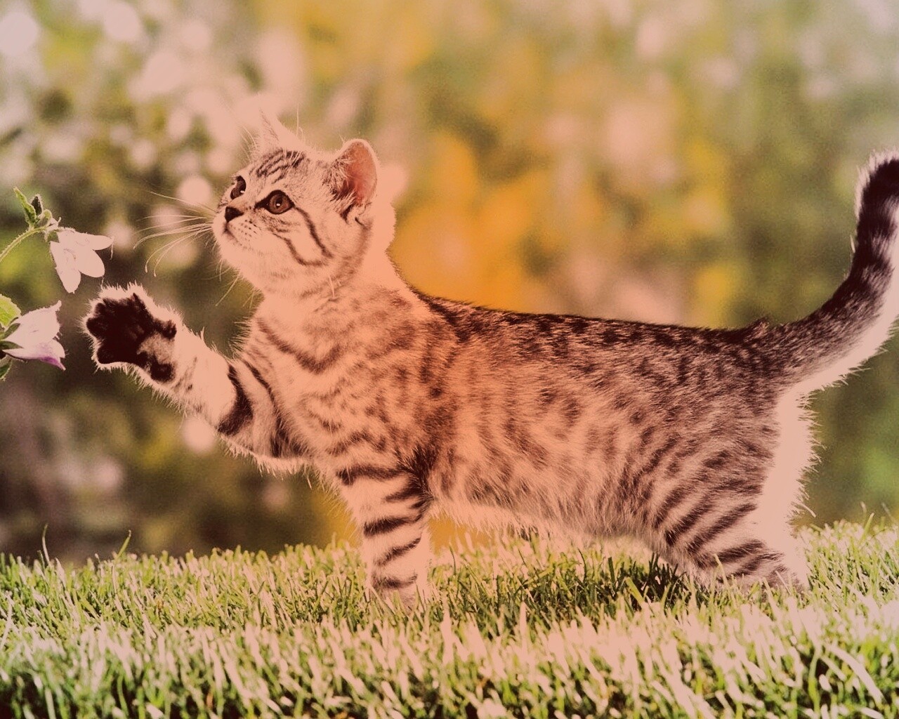 Котенок играет с цветами обои