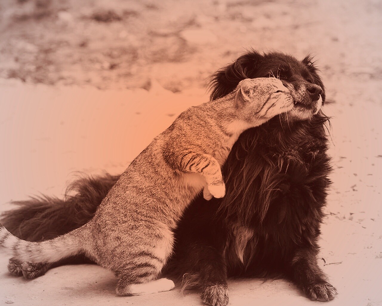 Поцелуй кошки и собаки обои