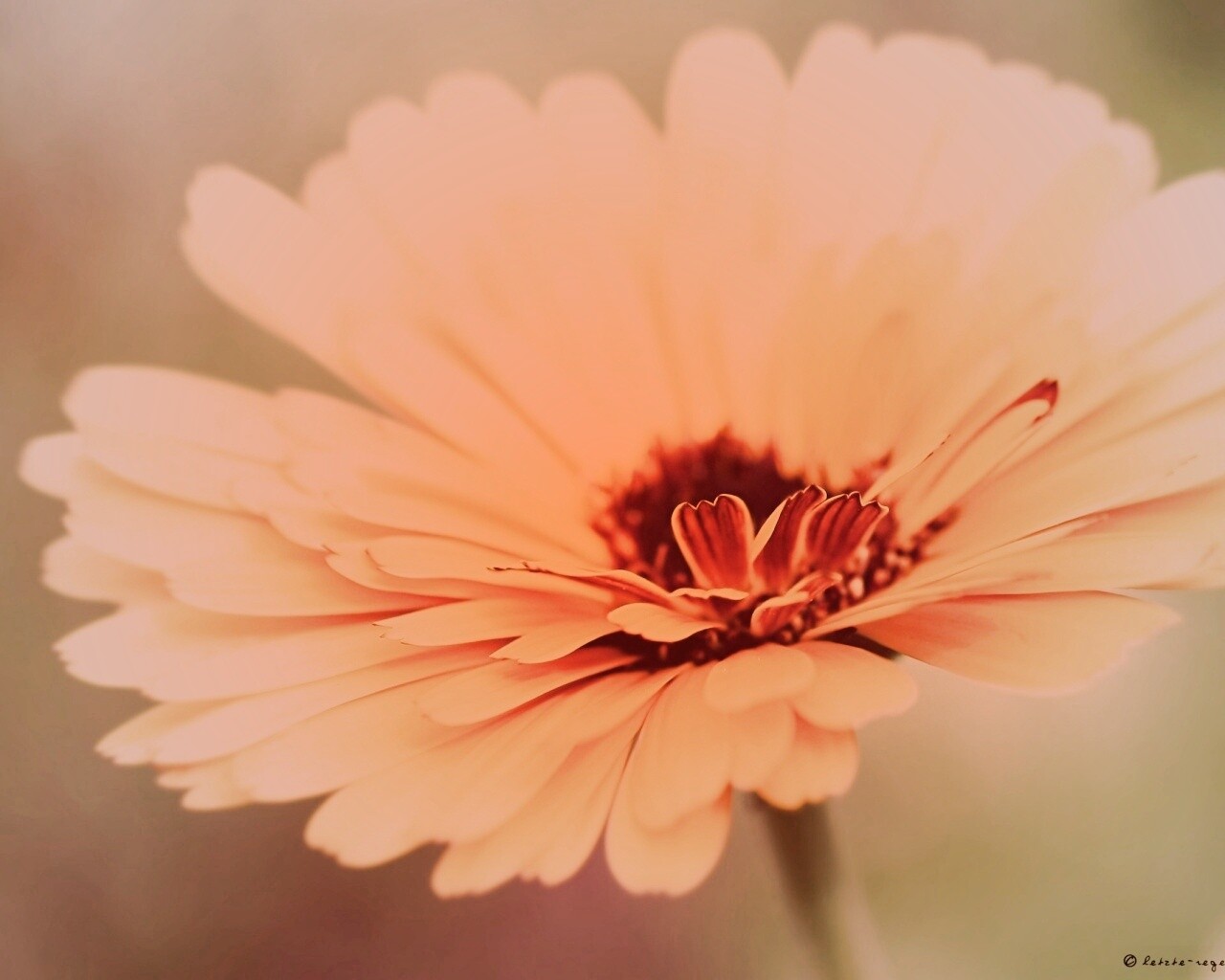 Желтый гербер обои