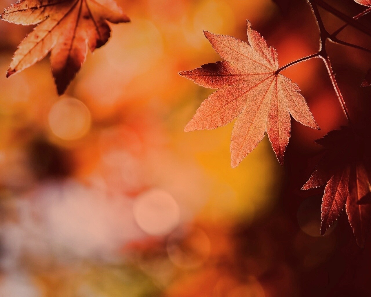 Осенние листья обои