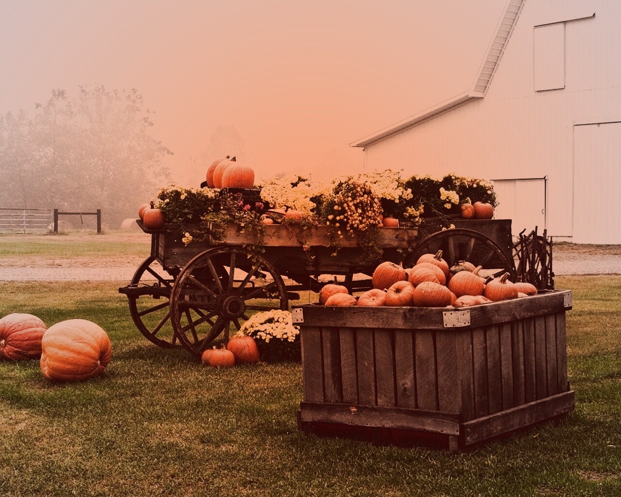 Урожай тыков обои