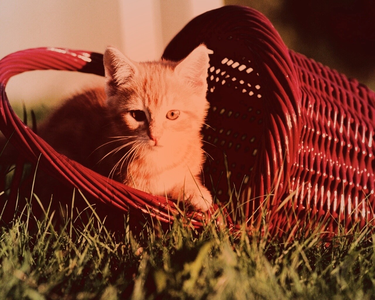 Рыжий котенок в корзине обои