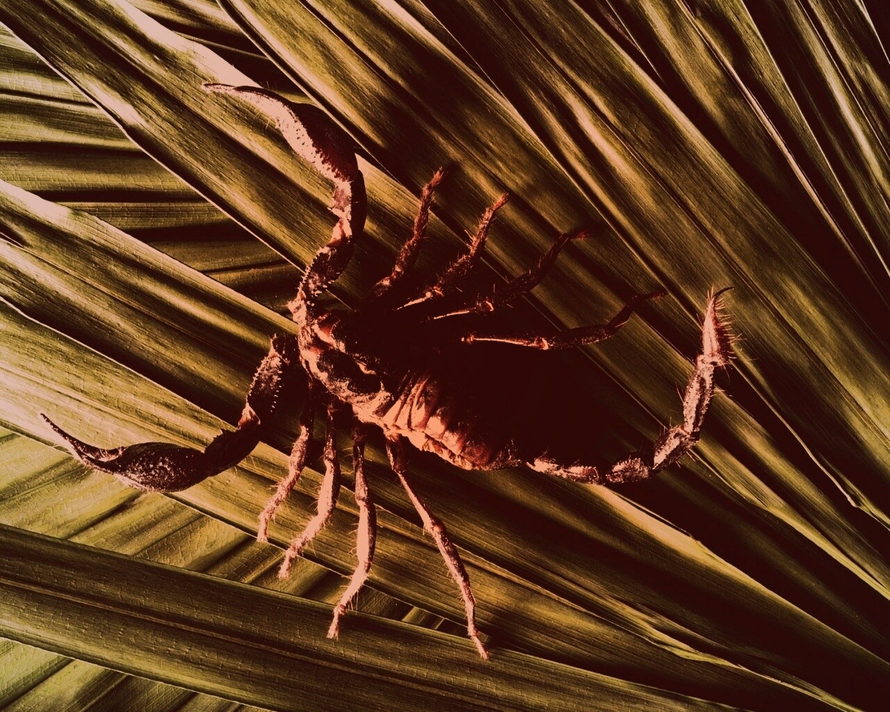 Скорпион на траве обои