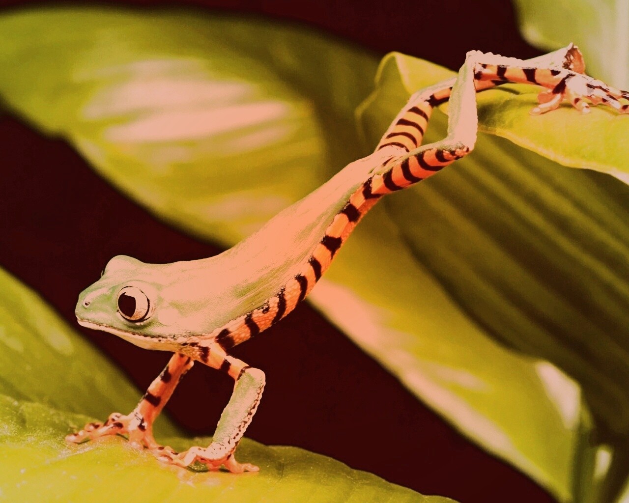 Лягушка переползает с листа на лист обои