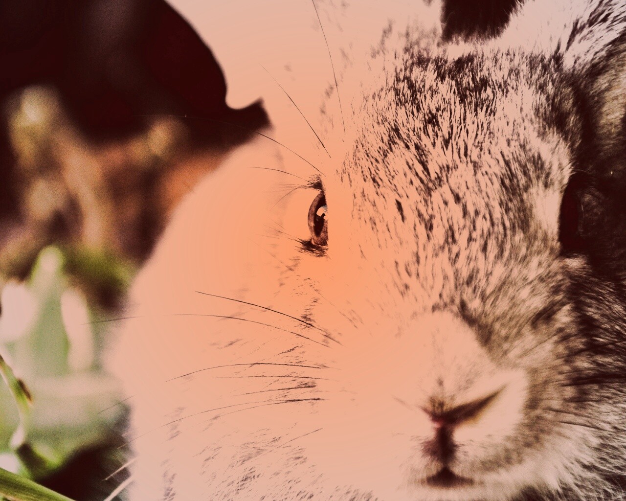 Пухлый кролик обои