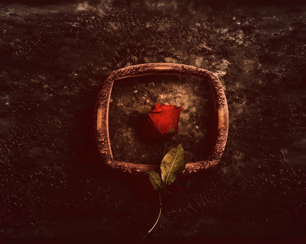 Роза на картинной раме обои