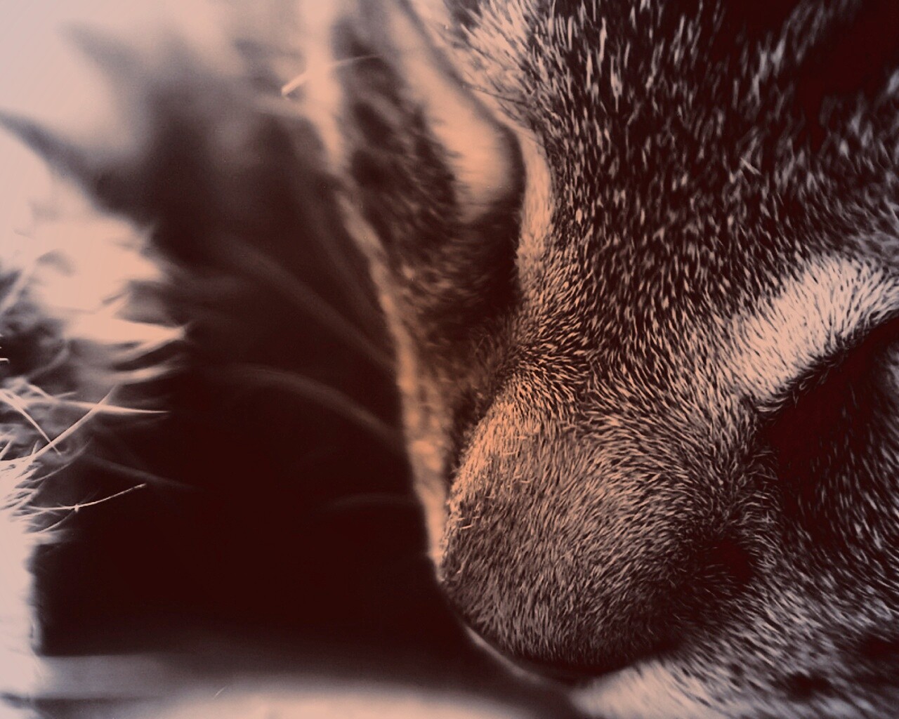 Мордочка кота обои