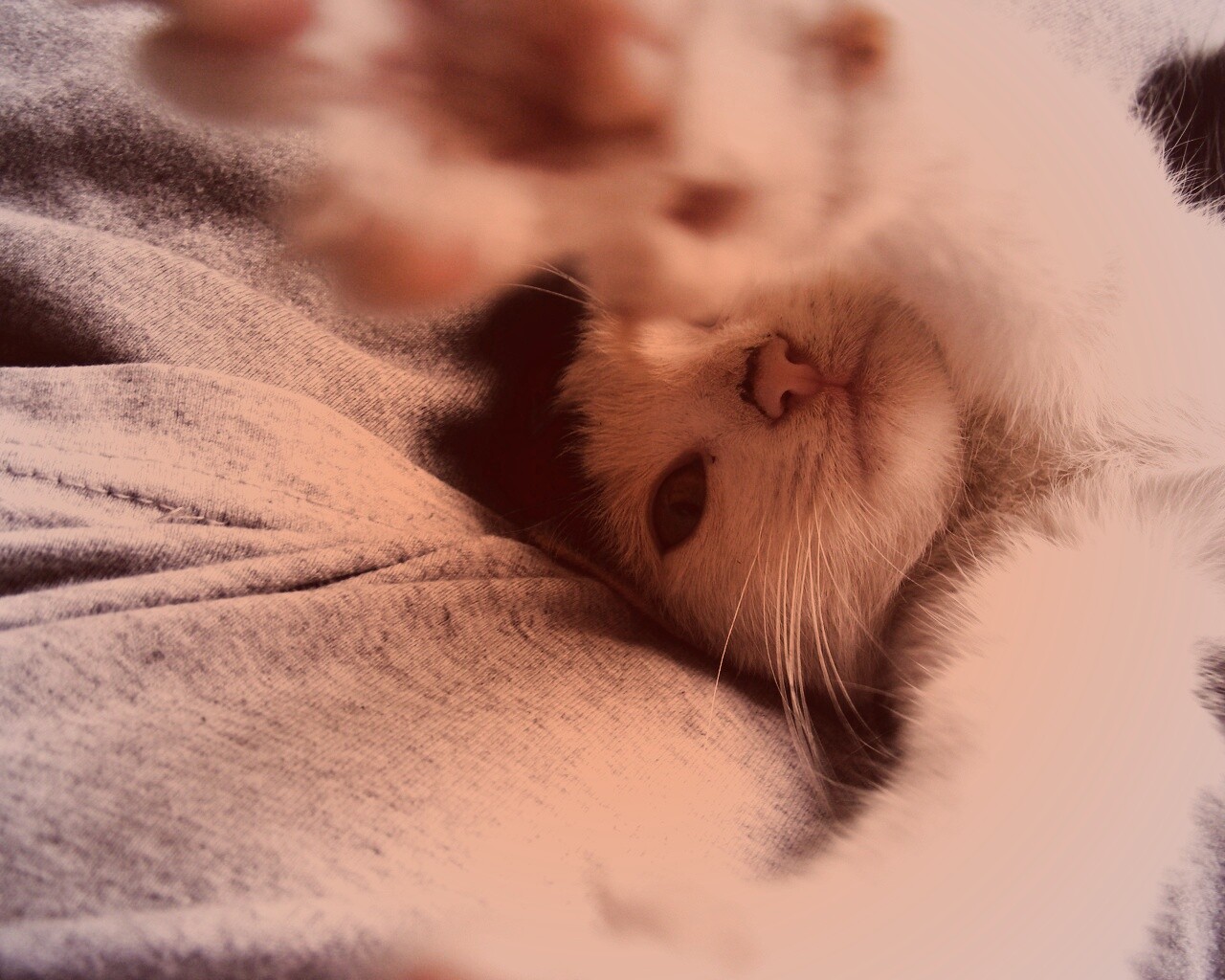 Кот фоткает сам себя обои