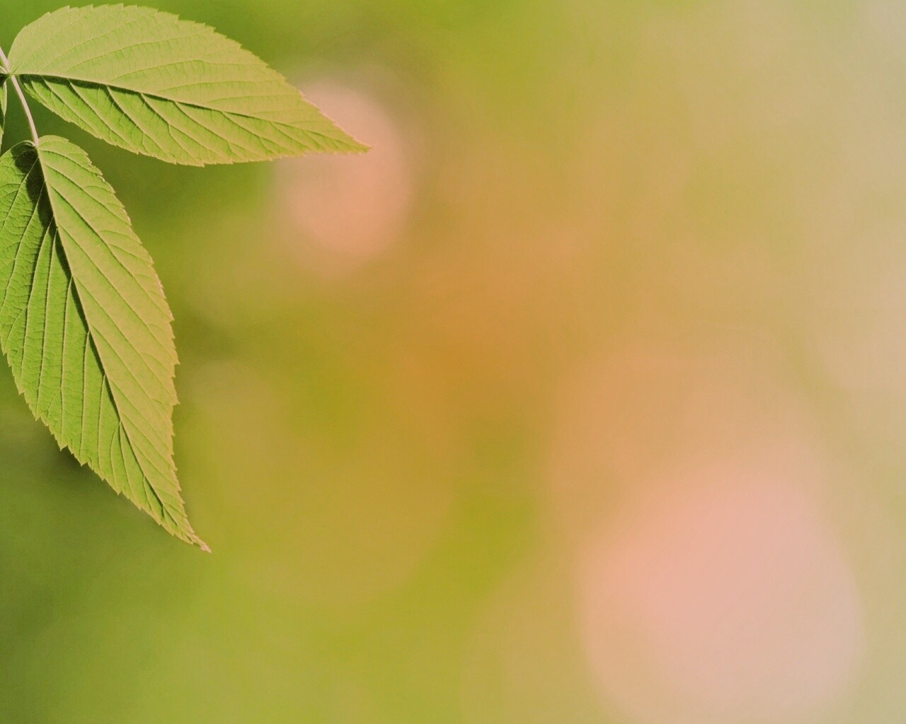 Два листа обои