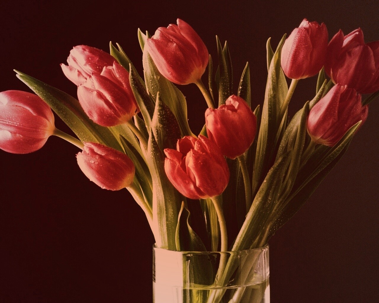 Букет тюльпанов обои