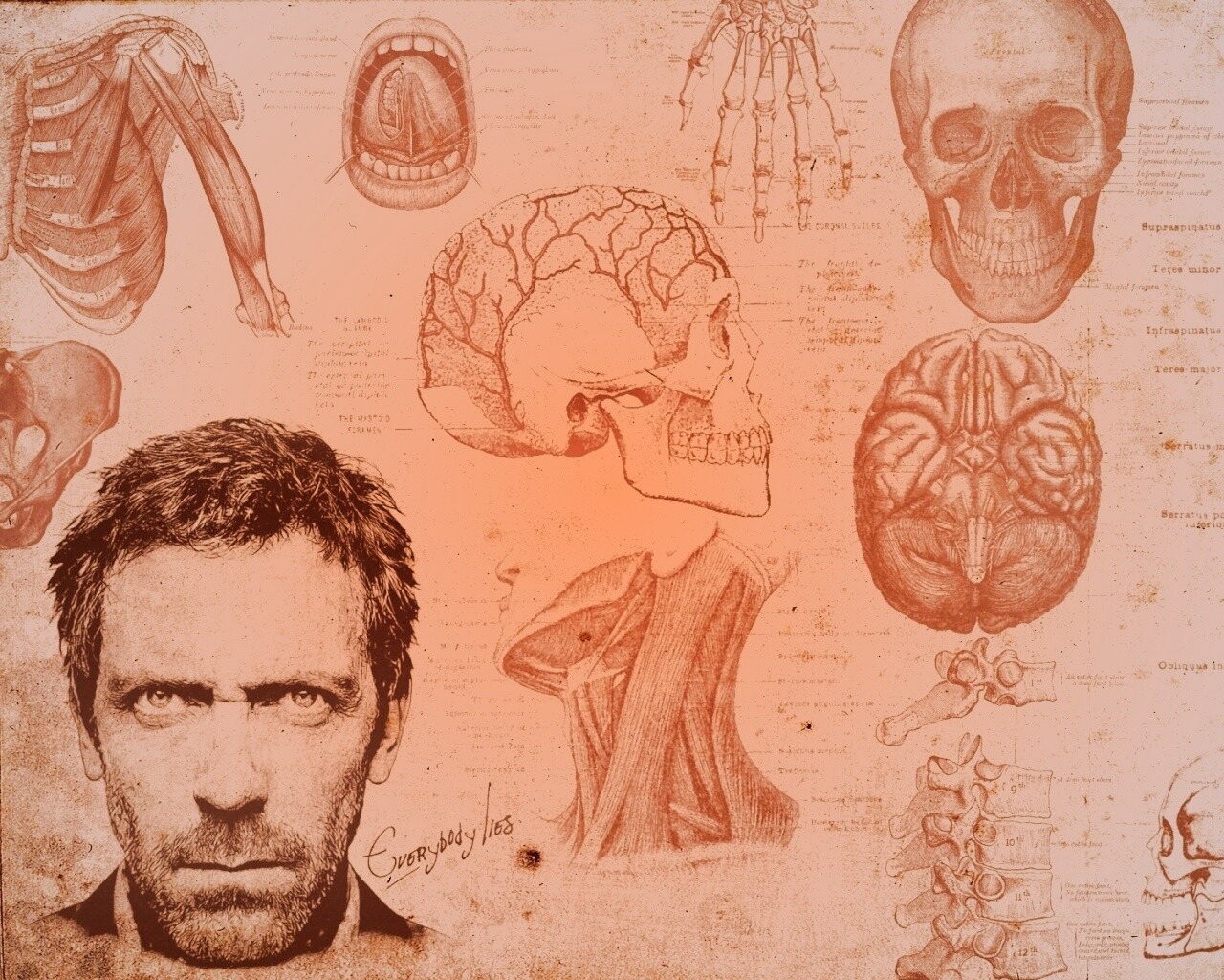 Анатомические рисунки доктора Хауса обои