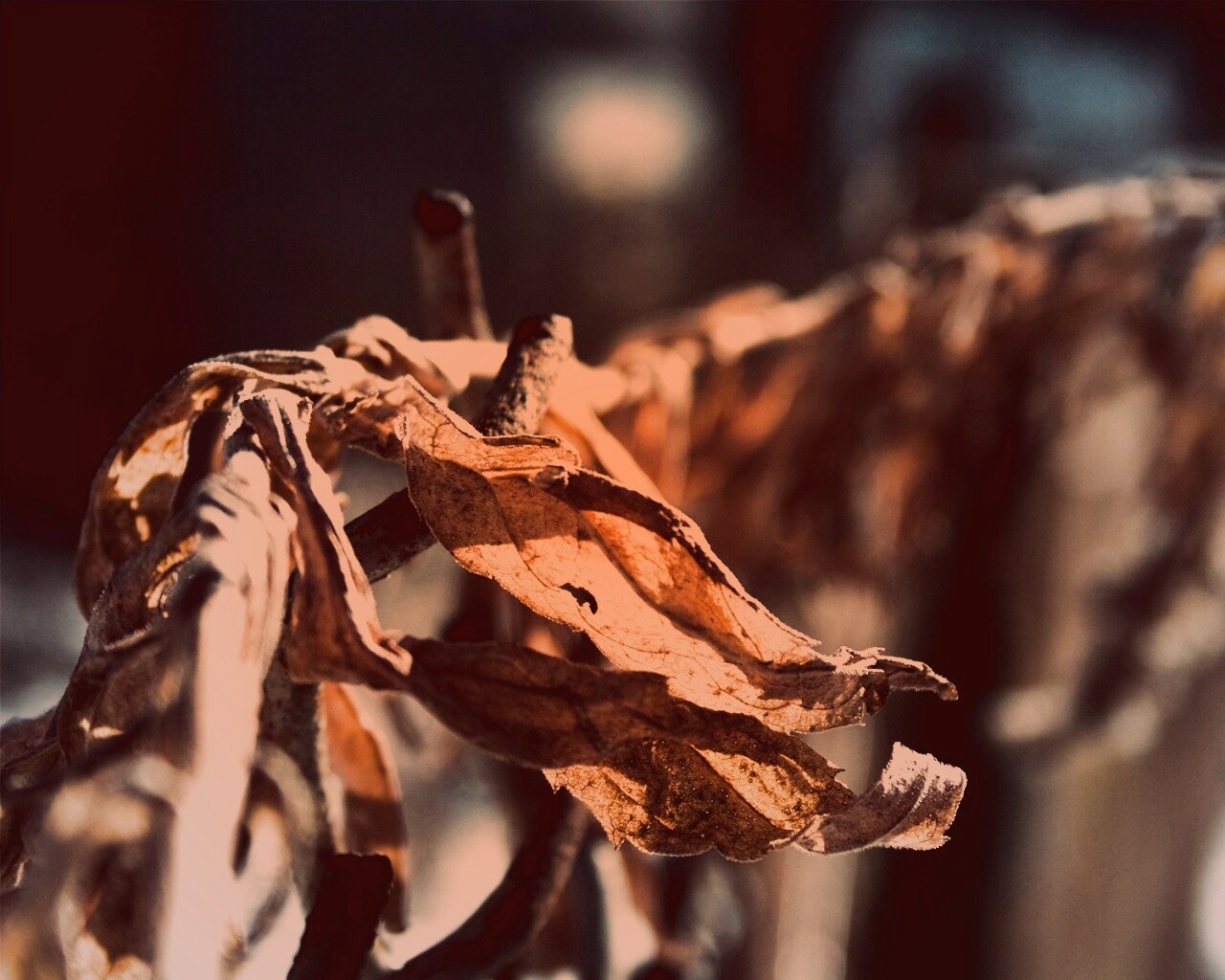 Сухие листья на железном заборе обои