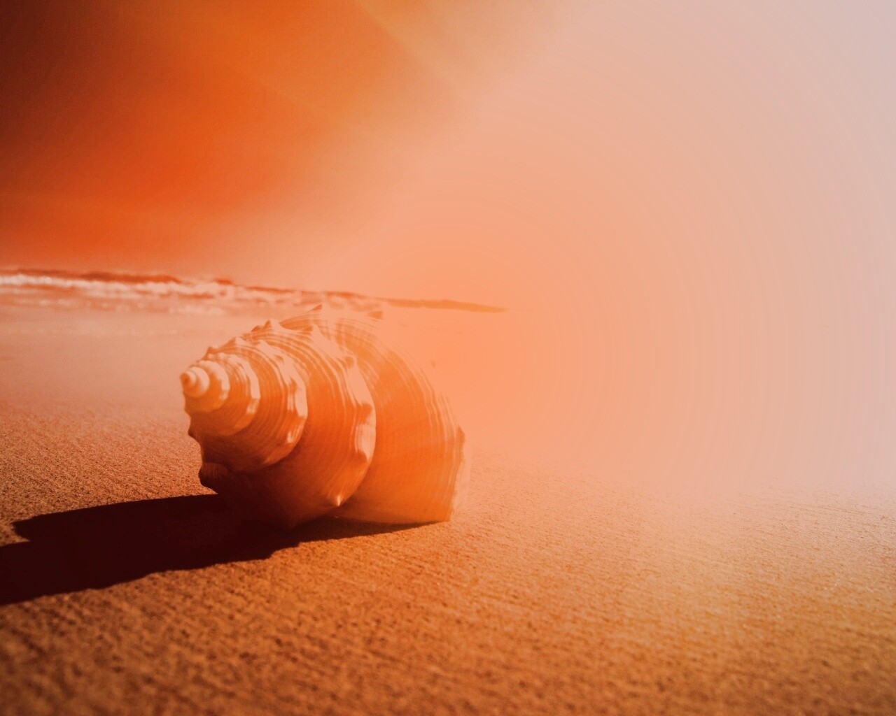 Золотистая ракушка обои