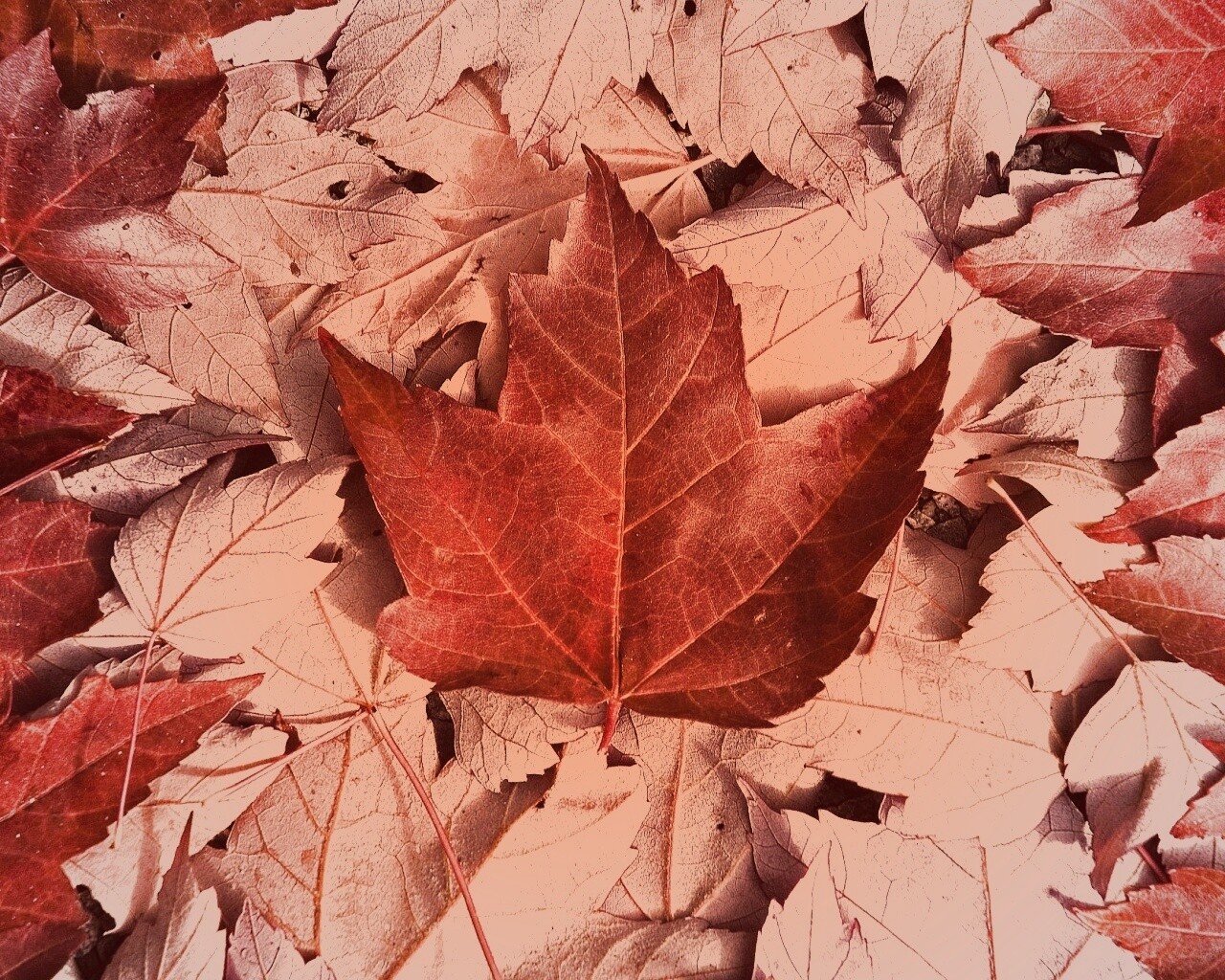 Флаг Канады из листьев обои