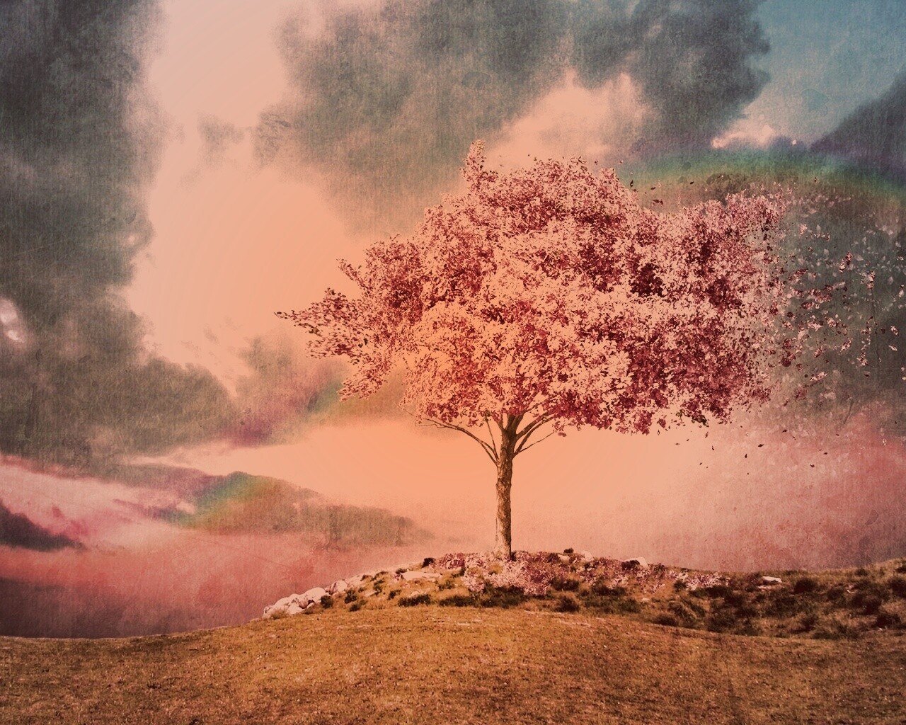Одинокое цветущее дерево обои