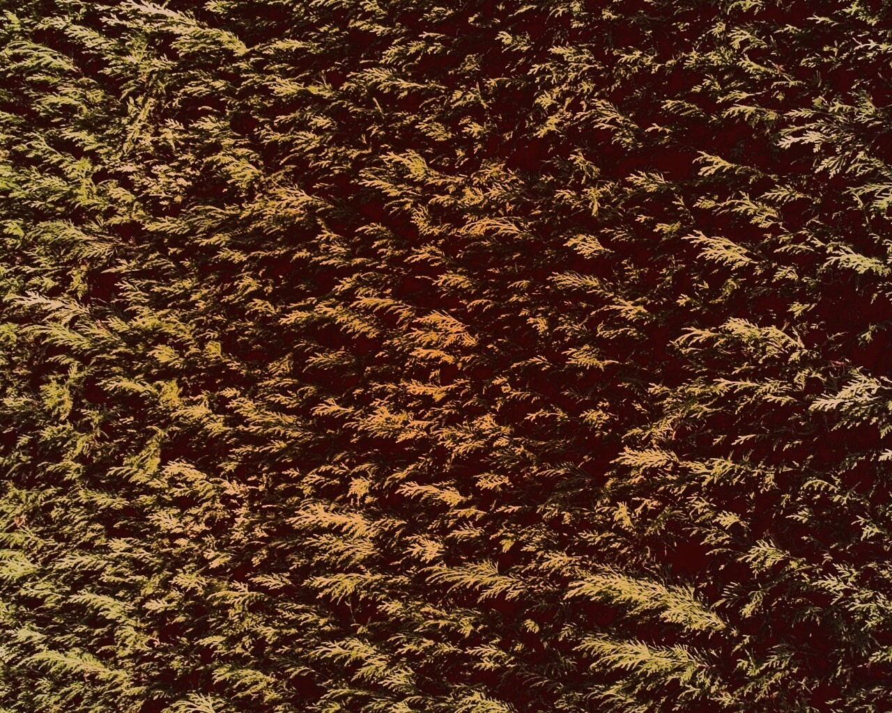 Густые хвойные заросли обои