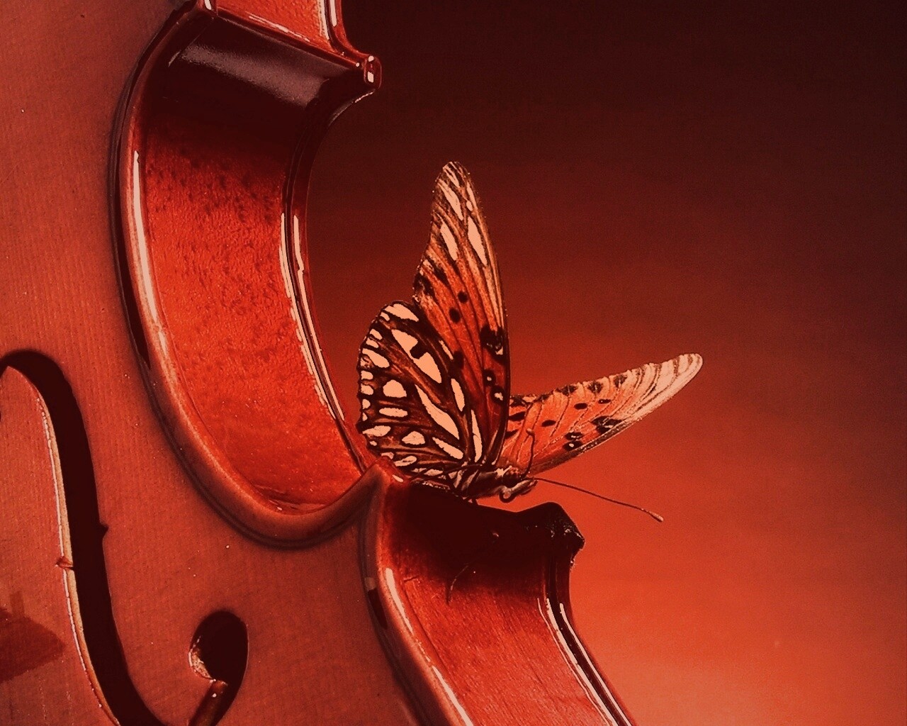 Бабочка на скрипке обои