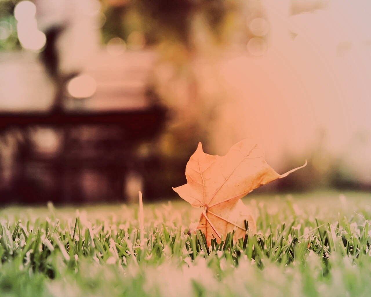 Зеленый лист на траве обои